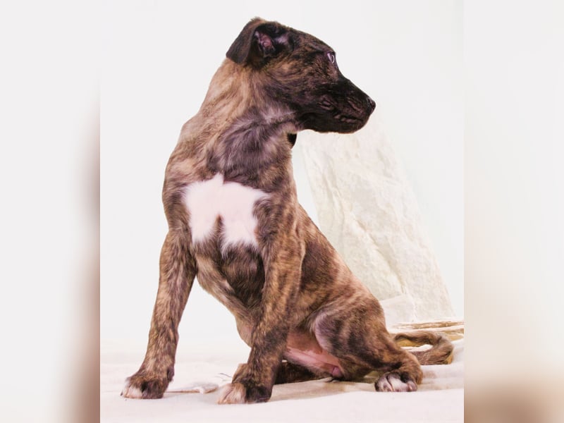 Noelia - zartes und liebevolles Hundekind