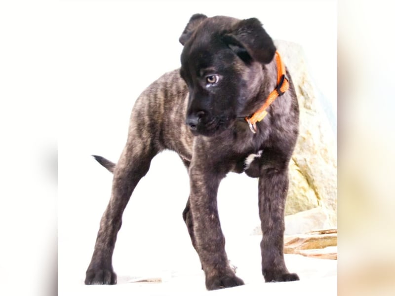 Natalia - sanftes und offenes Hundekind