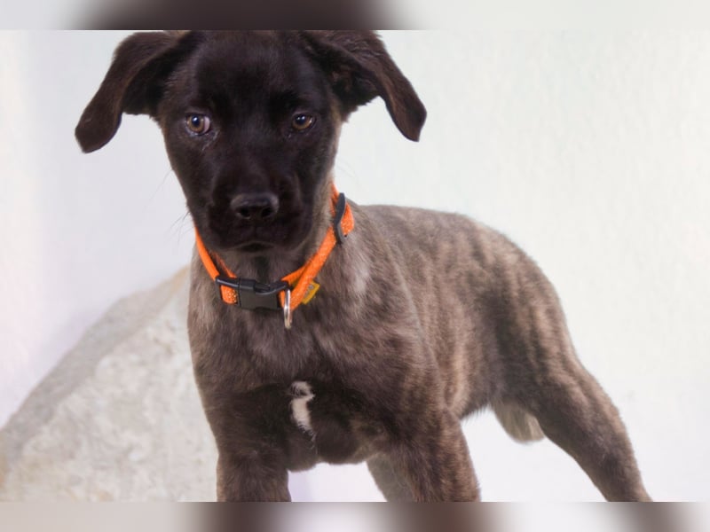 Natalia - sanftes und offenes Hundekind