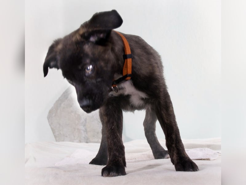 Noel - klug und zugewandt