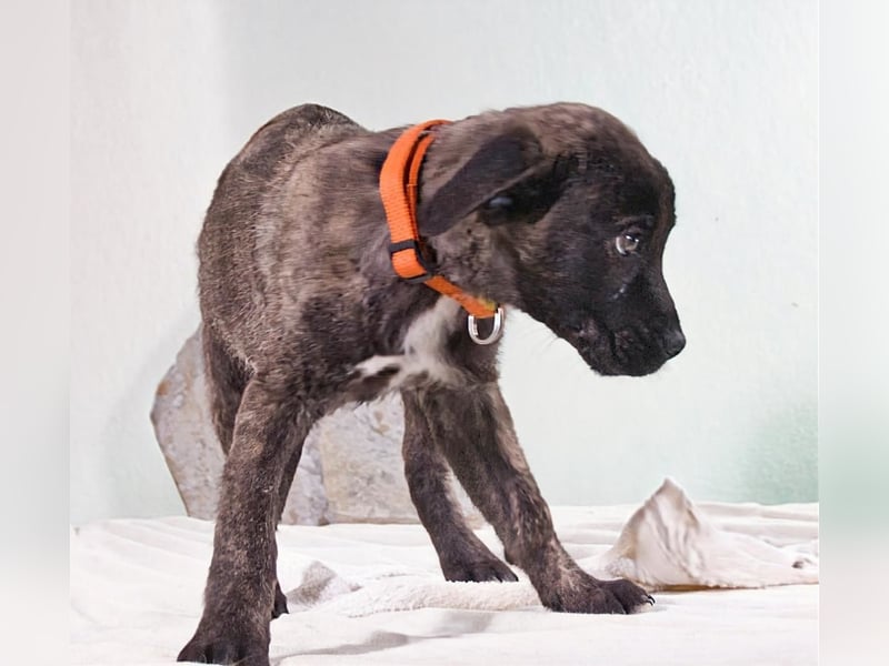 Noel - klug und zugewandt