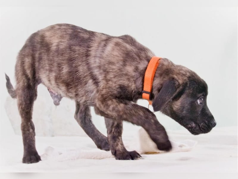 Noel - klug und zugewandt