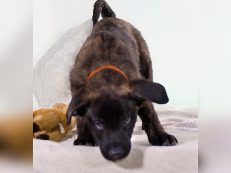 Noel - klug und zugewandt