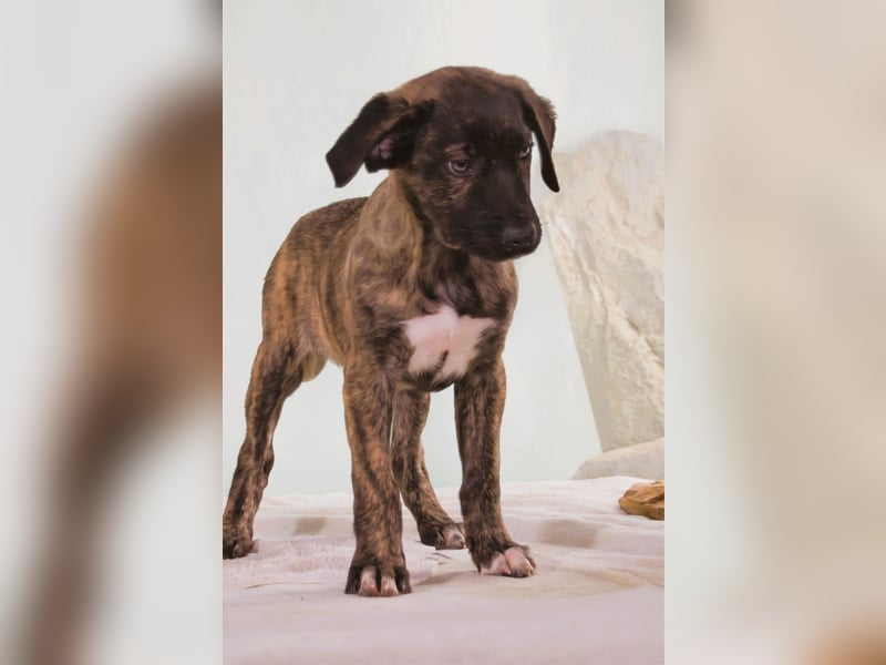 Noelia - zartes und liebevolles Hundekind