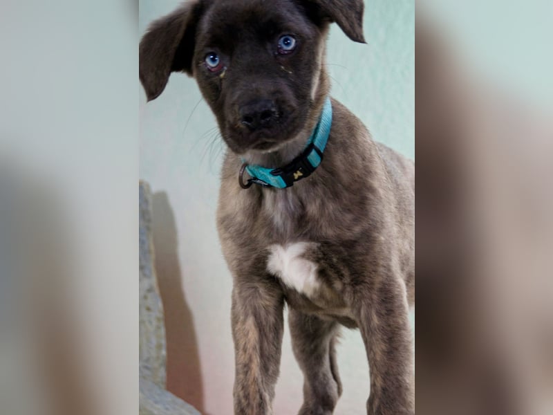 Natascha - freundlich verspieltes Hundemädchen