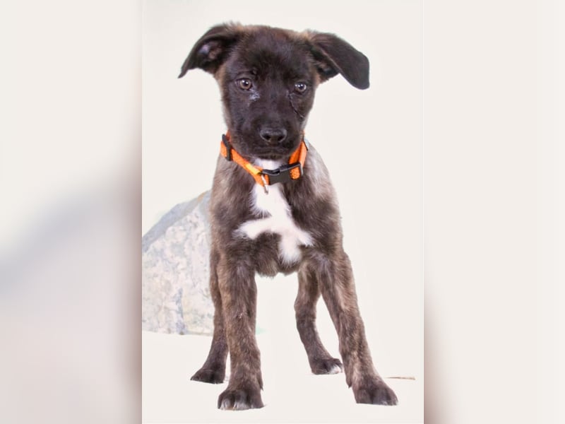 Noel - klug und zugewandt