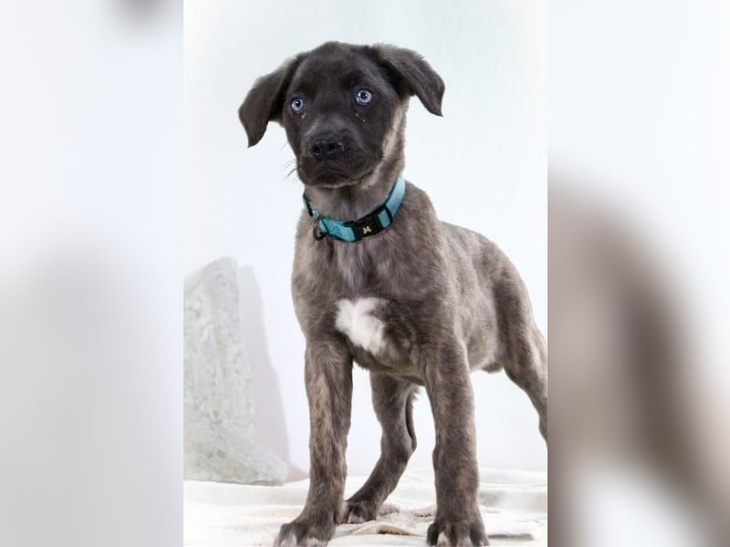 Natascha - freundlich verspieltes Hundemädchen