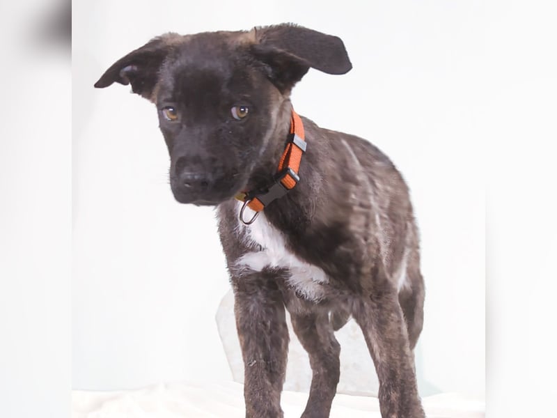 Noel - klug und zugewandt