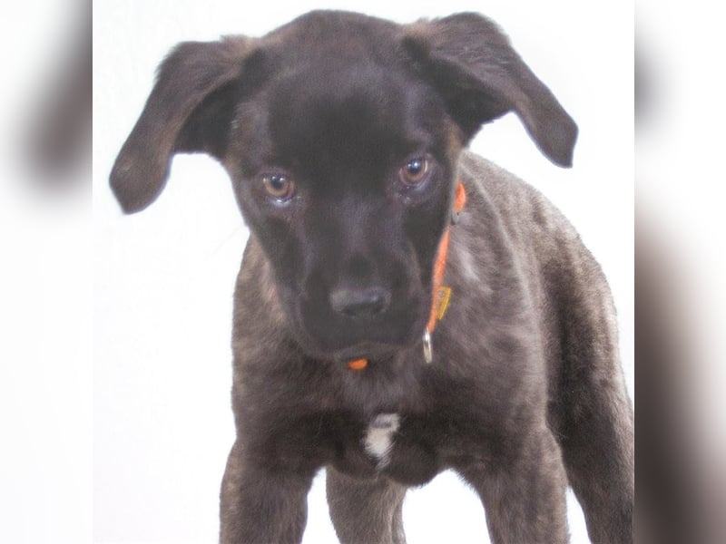 Natalia - sanftes und offenes Hundekind