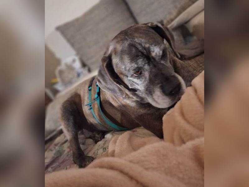 Tea sucht dauerhaftes Happy-Home