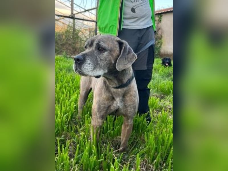 Tea sucht dauerhaftes Happy-Home