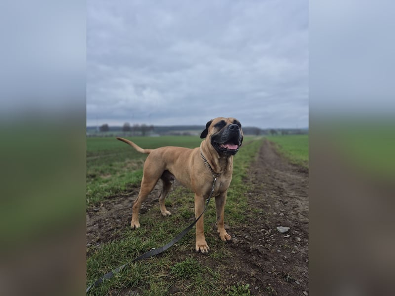 Oscar Temperamentvoller, verschmuster Hund sucht erfahrenes Zuhause ohne Kinder