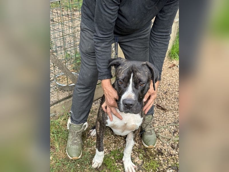 Mars -SOS- Dringend Pflegestelle oder neues Zuhause gesucht -Sie hatten es doch so fest versprochen!