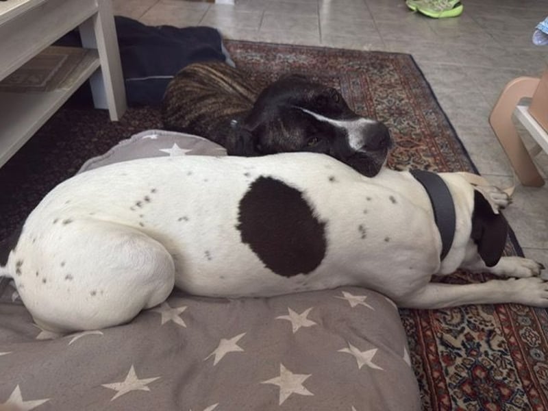 Mars - dringend Pflegestelle gesucht - Sie hatten es doch so fest versprochen!