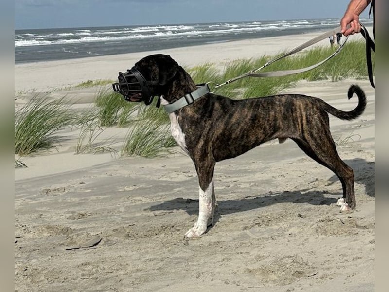 Mars -SOS- Dringend Pflegestelle oder neues Zuhause gesucht -Sie hatten es doch so fest versprochen!