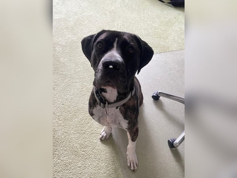 Mars -SOS- Dringend Pflegestelle oder neues Zuhause gesucht -Sie hatten es doch so fest versprochen!