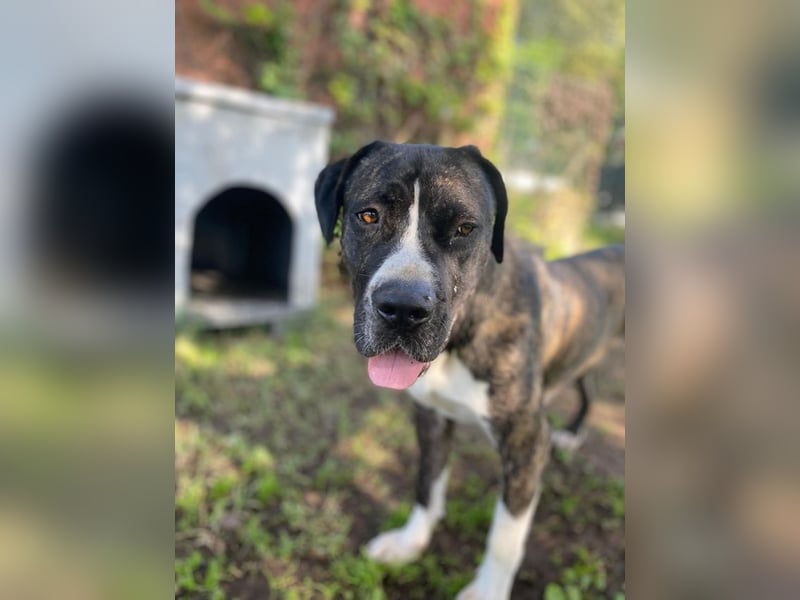 Mars - Sie hatten es doch so fest versprochen!