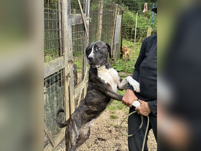 Mars - dringend Pflegestelle gesucht - Sie hatten es doch so fest versprochen!