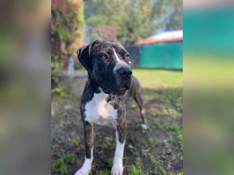 Mars - Sie hatten es doch so fest versprochen!