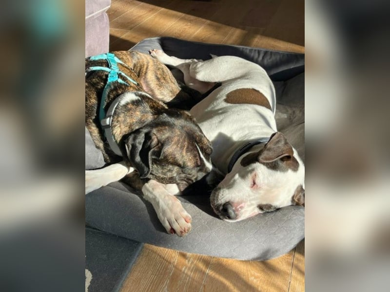 Mars - Sie hatten es doch so fest versprochen!