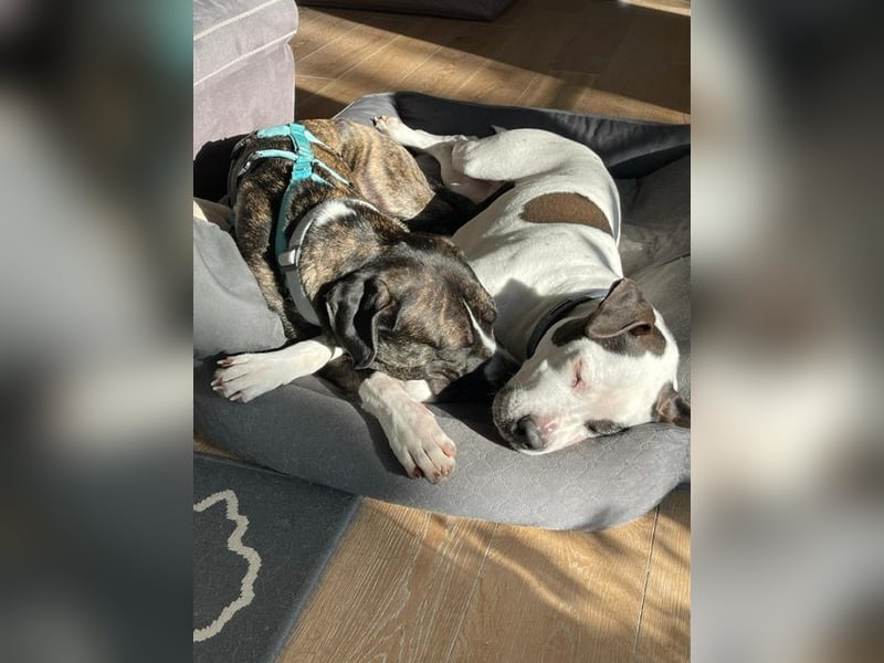 Mars - dringend Pflegestelle gesucht - Sie hatten es doch so fest versprochen!