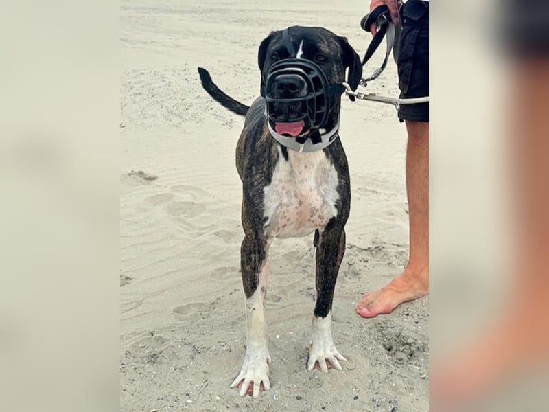 Mars - Sie hatten es doch so fest versprochen!