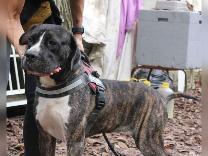 Mars - Sie hatten es doch so fest versprochen!