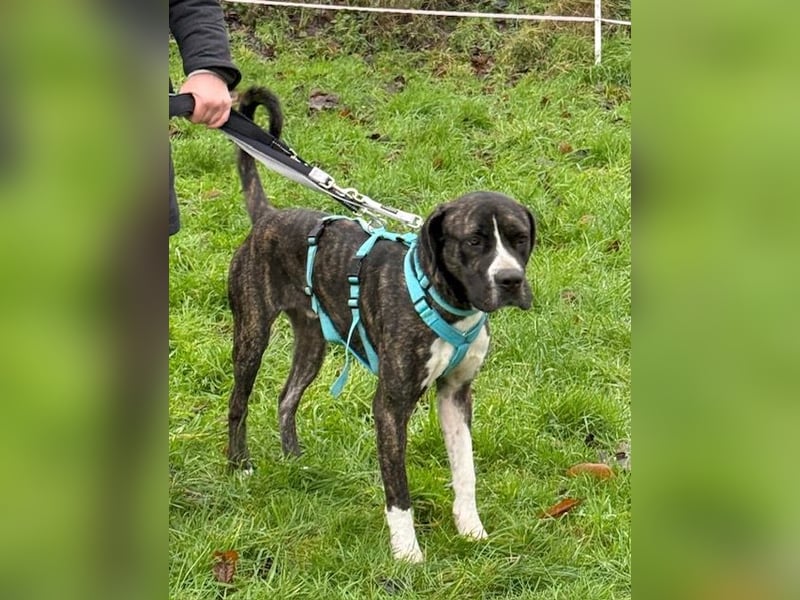 Mars - dringend Pflegestelle gesucht - Sie hatten es doch so fest versprochen!