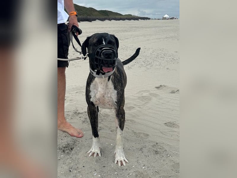 Mars -SOS- Dringend Pflegestelle oder neues Zuhause gesucht -Sie hatten es doch so fest versprochen!