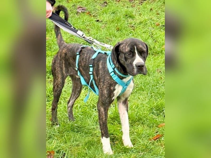 Mars - Sie hatten es doch so fest versprochen!