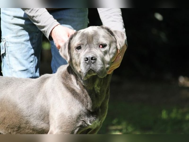 Arkell - SOS - hat Probleme mit den Augen