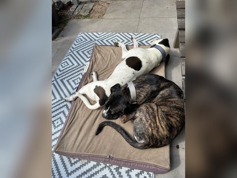 Mars - dringend Pflegestelle gesucht - Sie hatten es doch so fest versprochen!