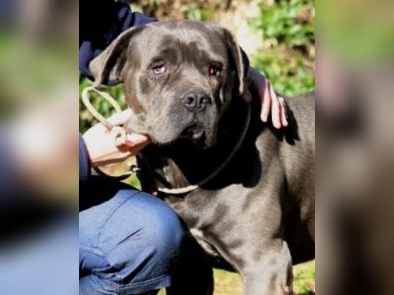 Arkell - SOS - hat Probleme mit den Augen