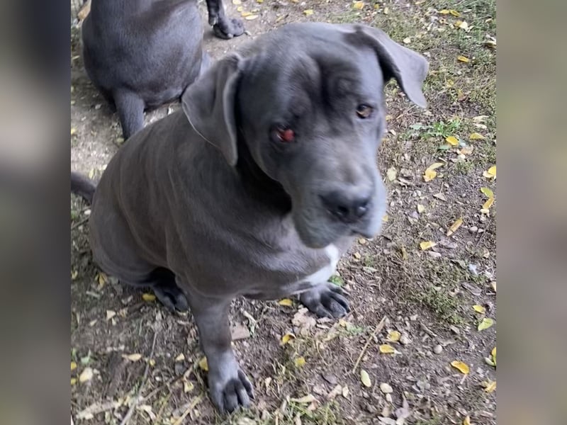 Aida, Cane Corso, sucht Zuhause