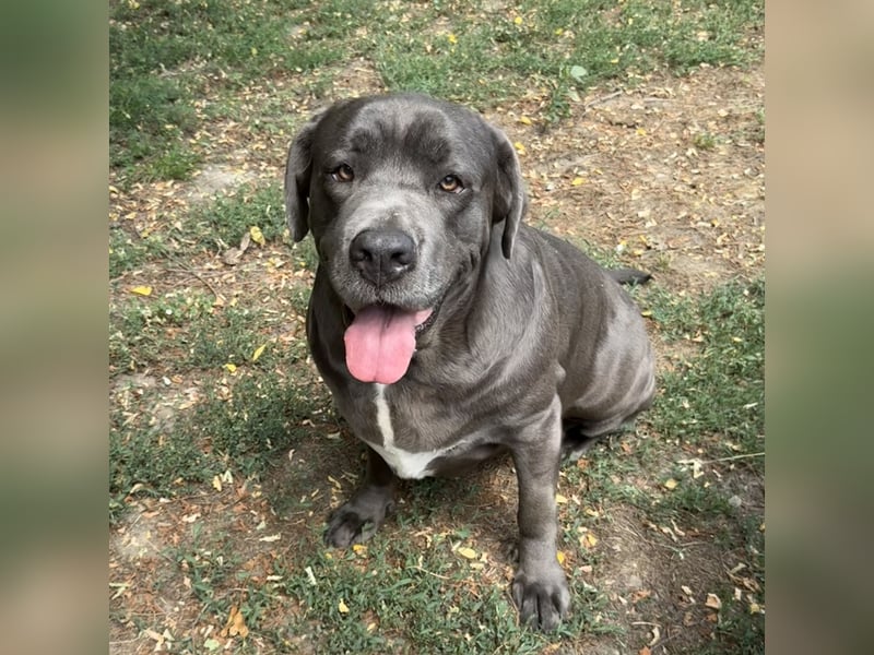 Aida, Cane Corso, sucht Zuhause