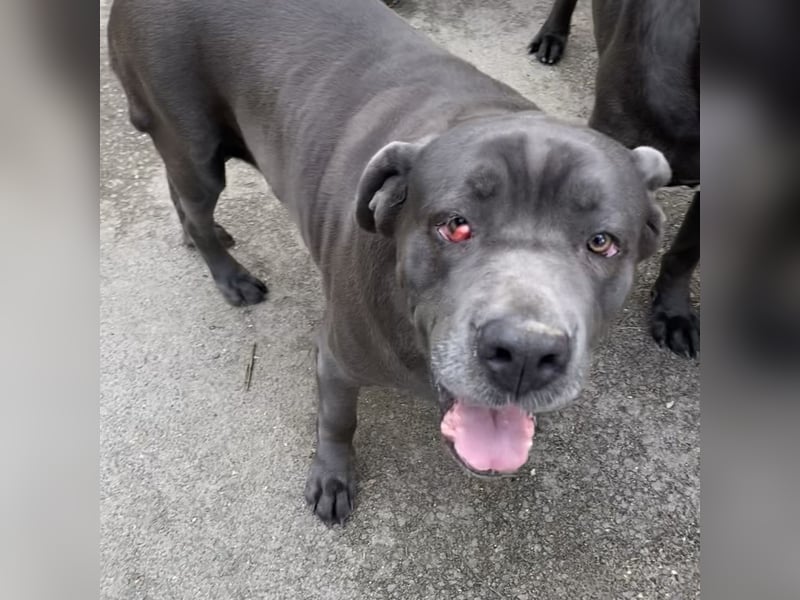 Aida, Cane Corso, sucht Zuhause