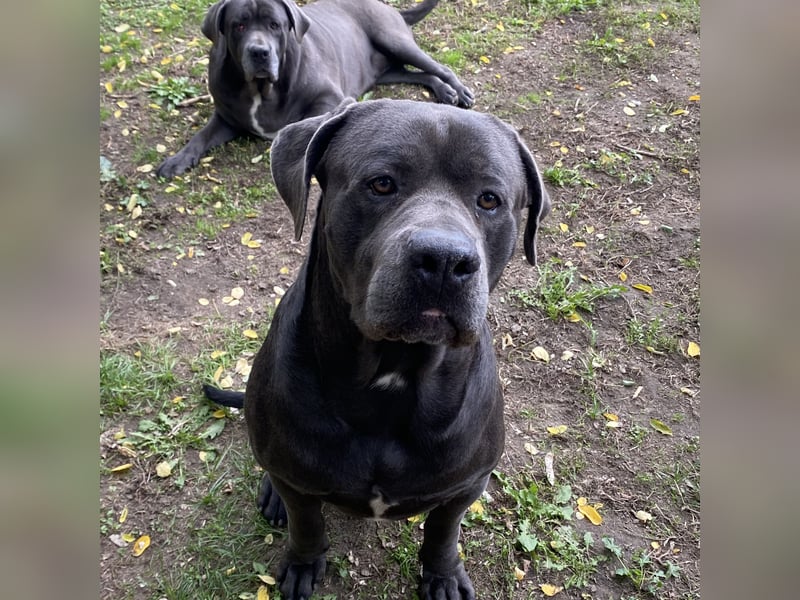 Barell, Cane Corso, sucht sein Zuhause