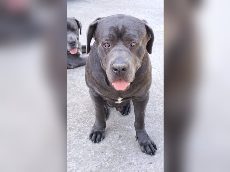 Barell, Cane Corso, sucht sein Zuhause