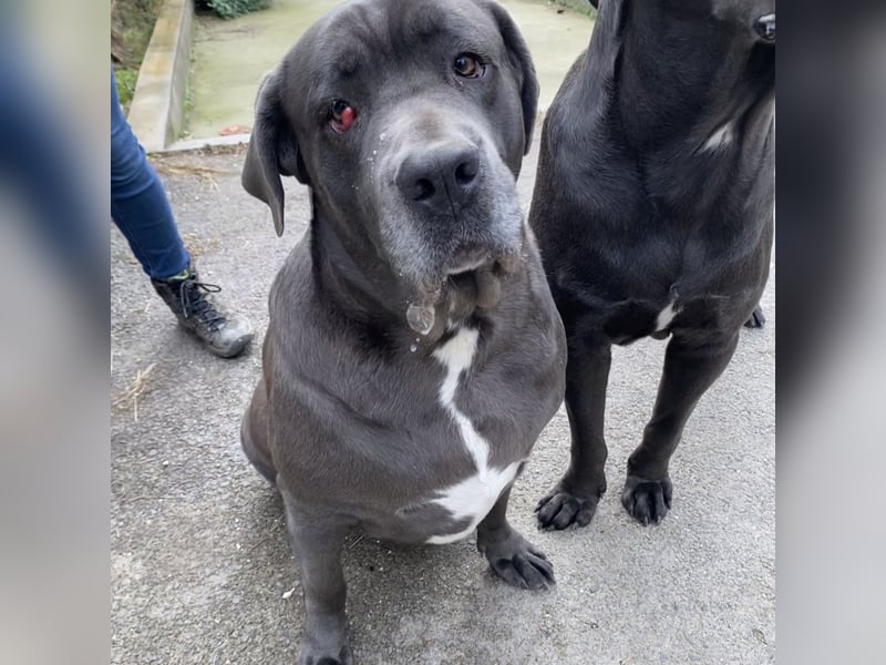 Aida, Cane Corso, sucht Zuhause