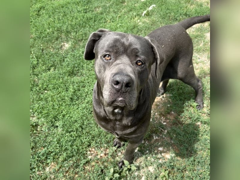 Barell, Cane Corso, sucht sein Zuhause
