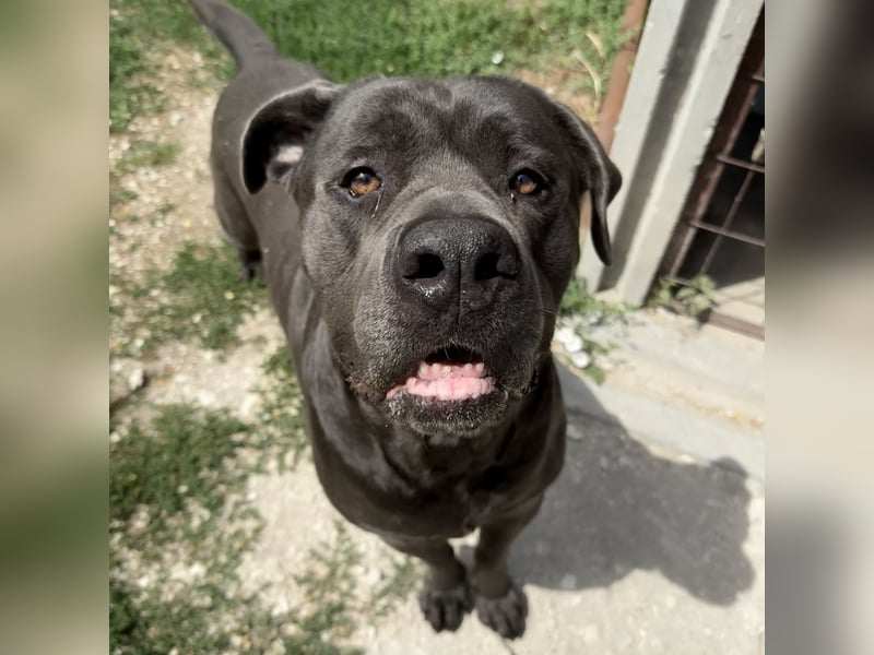 Barell, Cane Corso, sucht sein Zuhause