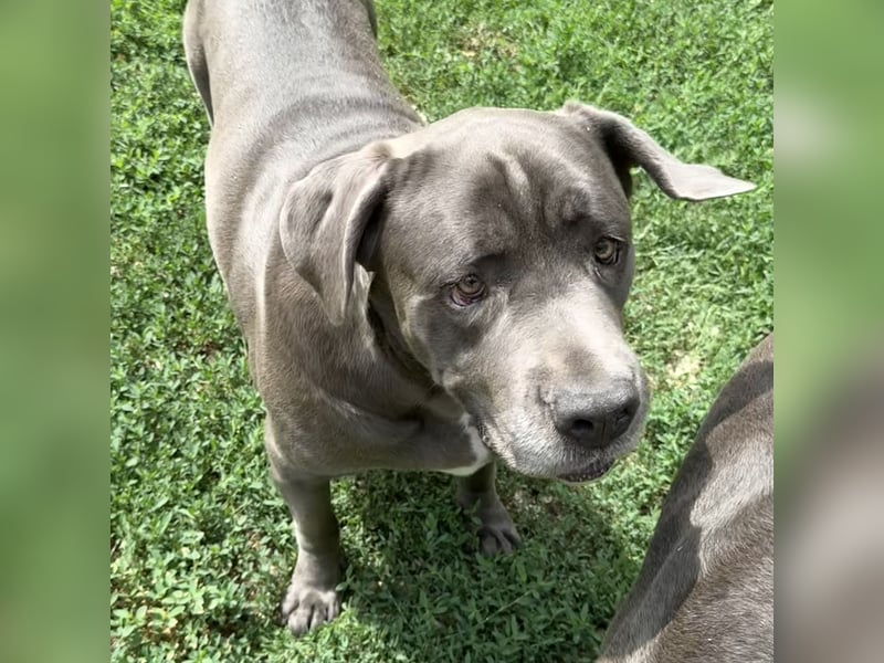Barell, Cane Corso, sucht sein Zuhause