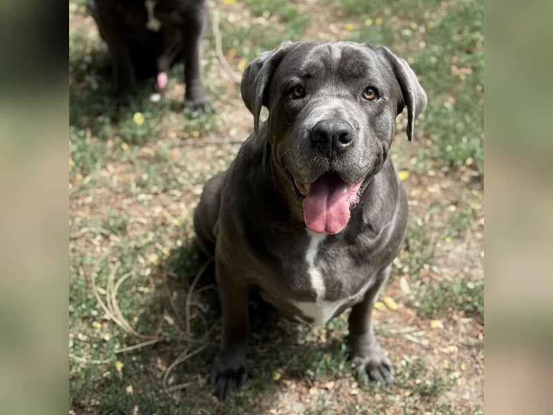 Aida, Cane Corso, sucht Zuhause