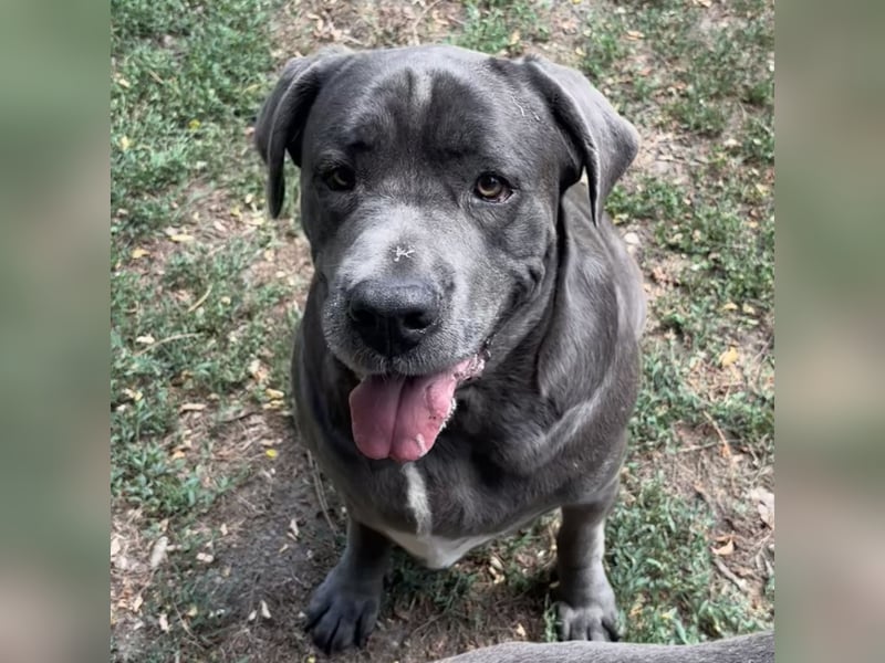 Aida, Cane Corso, sucht Zuhause