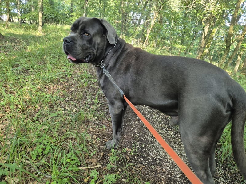 Deckrüde Cane Corso