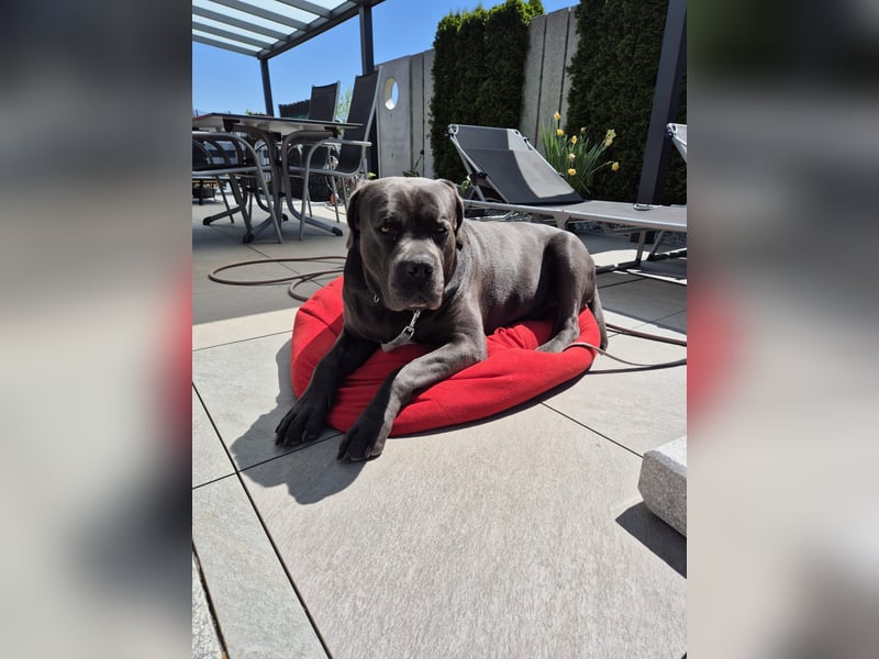 Deckrüde Cane Corso