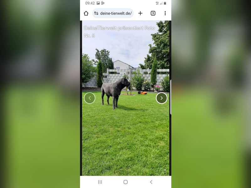 Deckrüde Cane Corso