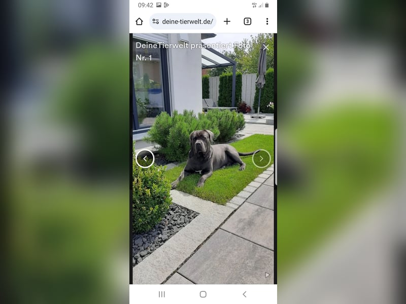 Deckrüde Cane Corso