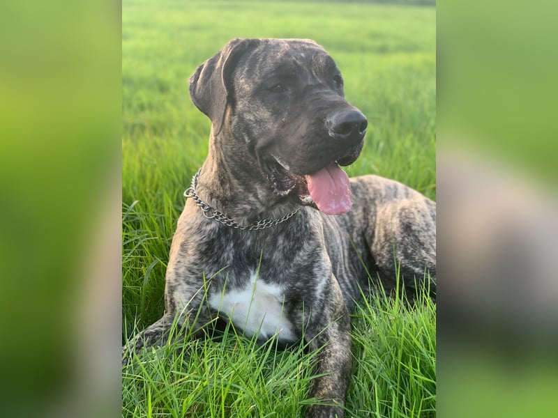 Cane Corso Presa Canario Mischling