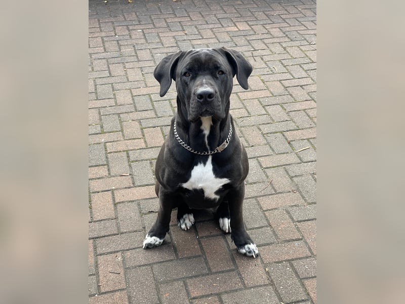 Cane Corso Presa Canario Mischling